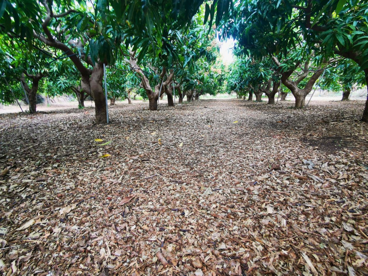 Alberi di mango a fine inverno dopo la potatura