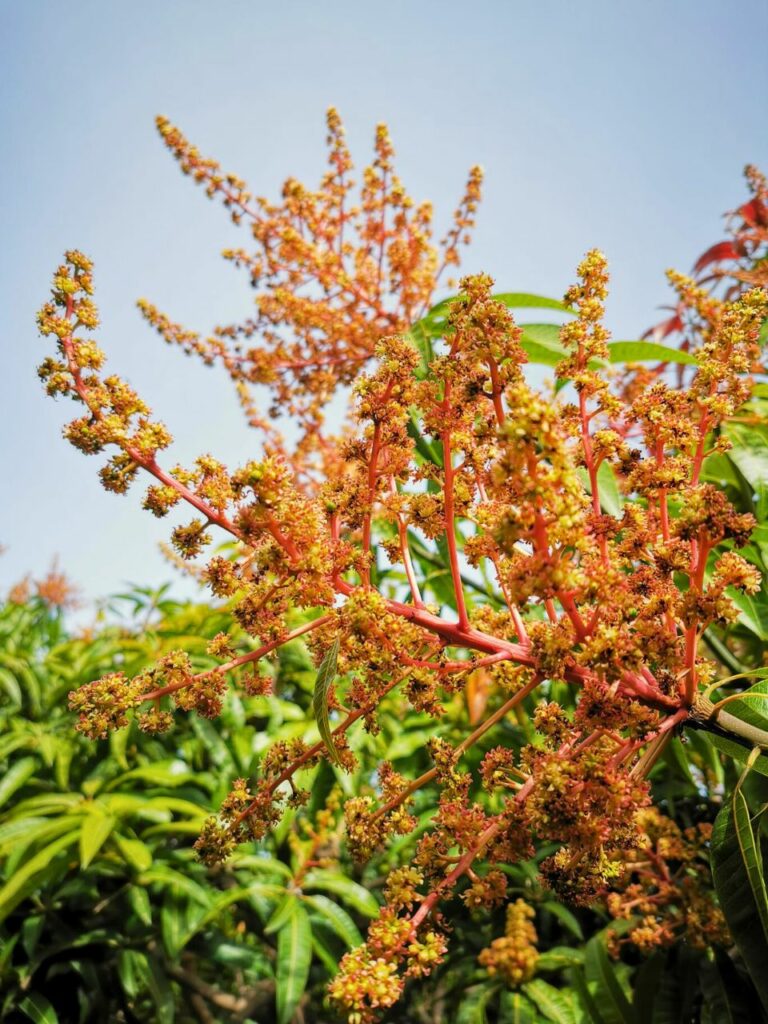 VTF-Mango in fiore a primavera