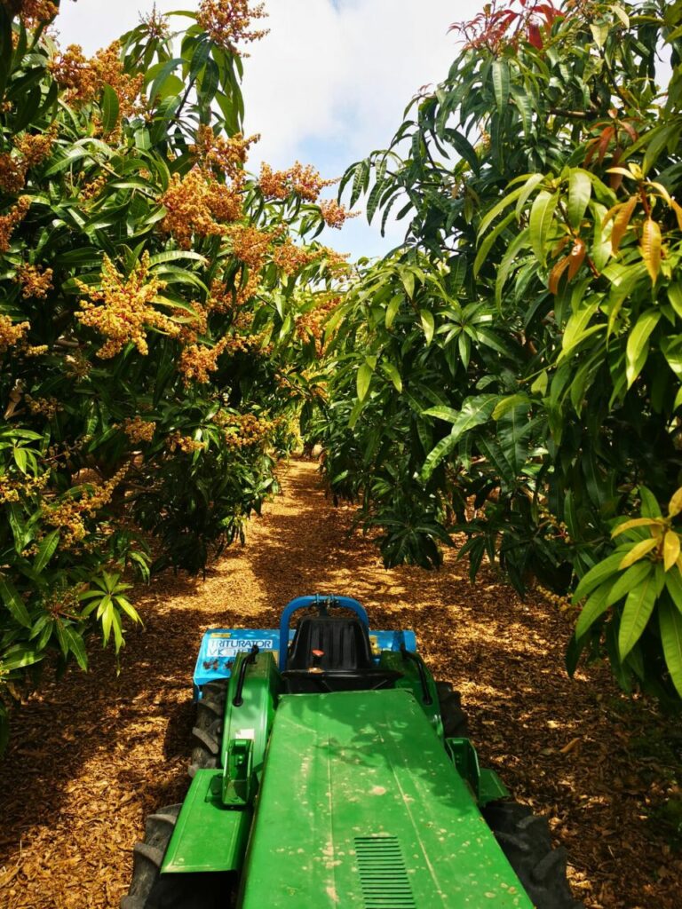 VTF-Campo di mango durante la manutenzione con trattore sotto-chioma.