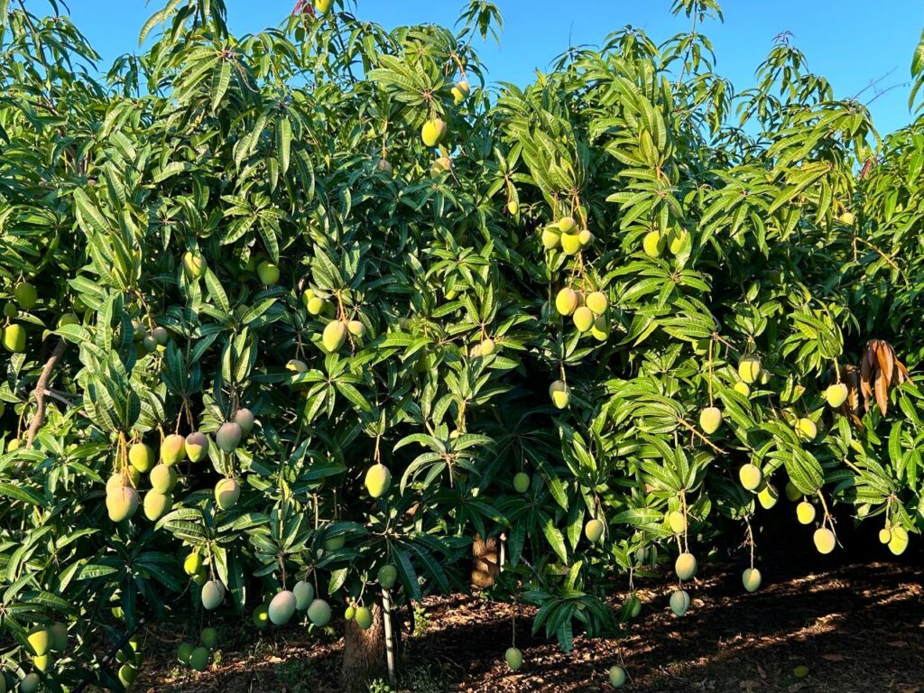 VTF-Albero di mango con frutti in estate